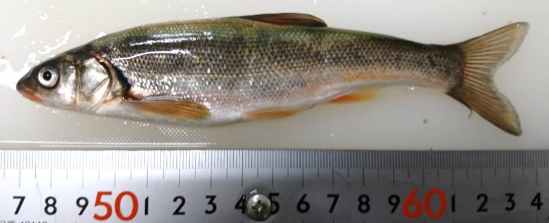 a Japanese dace