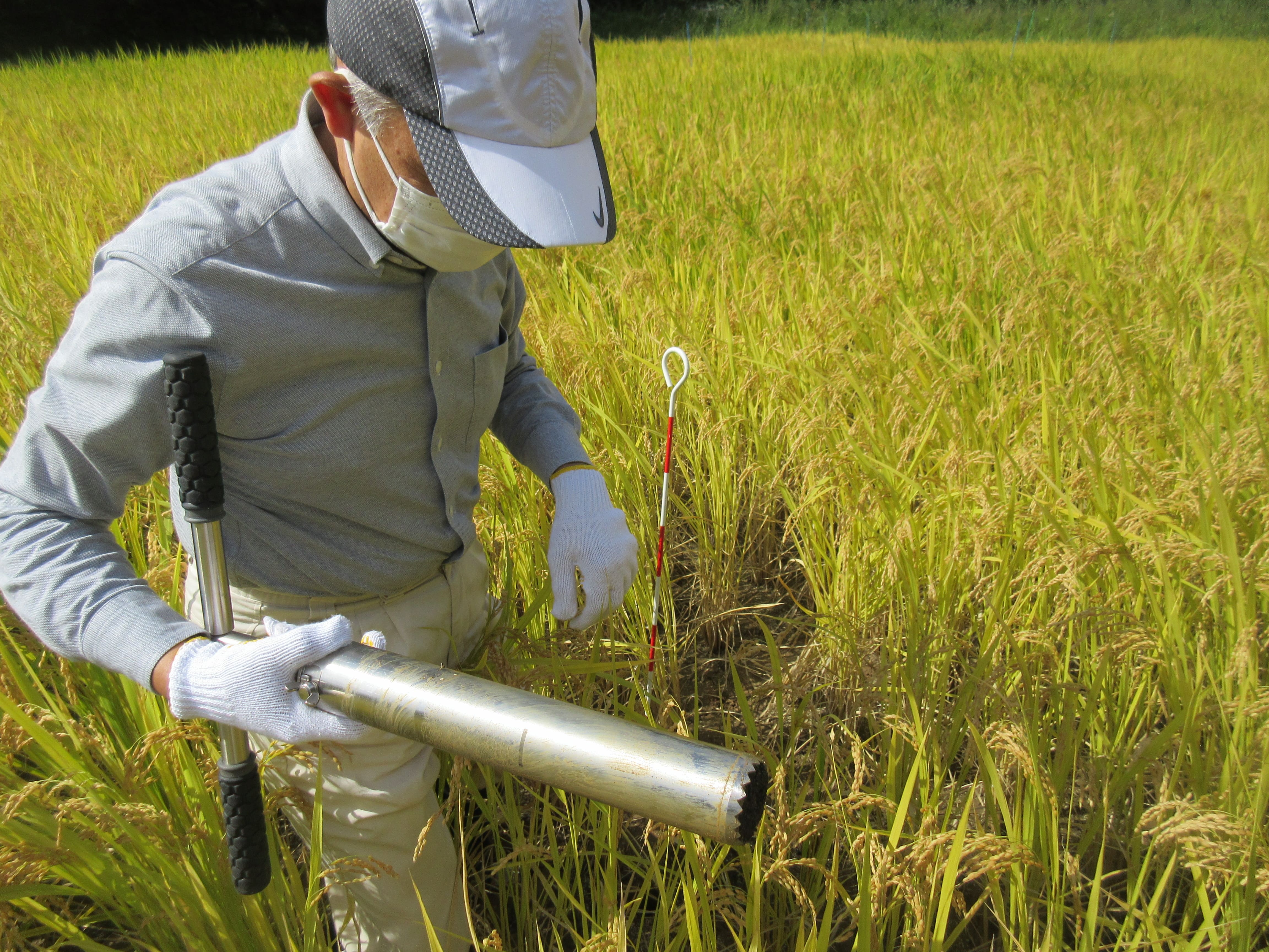 Prof. Tsukada using a soil sampler