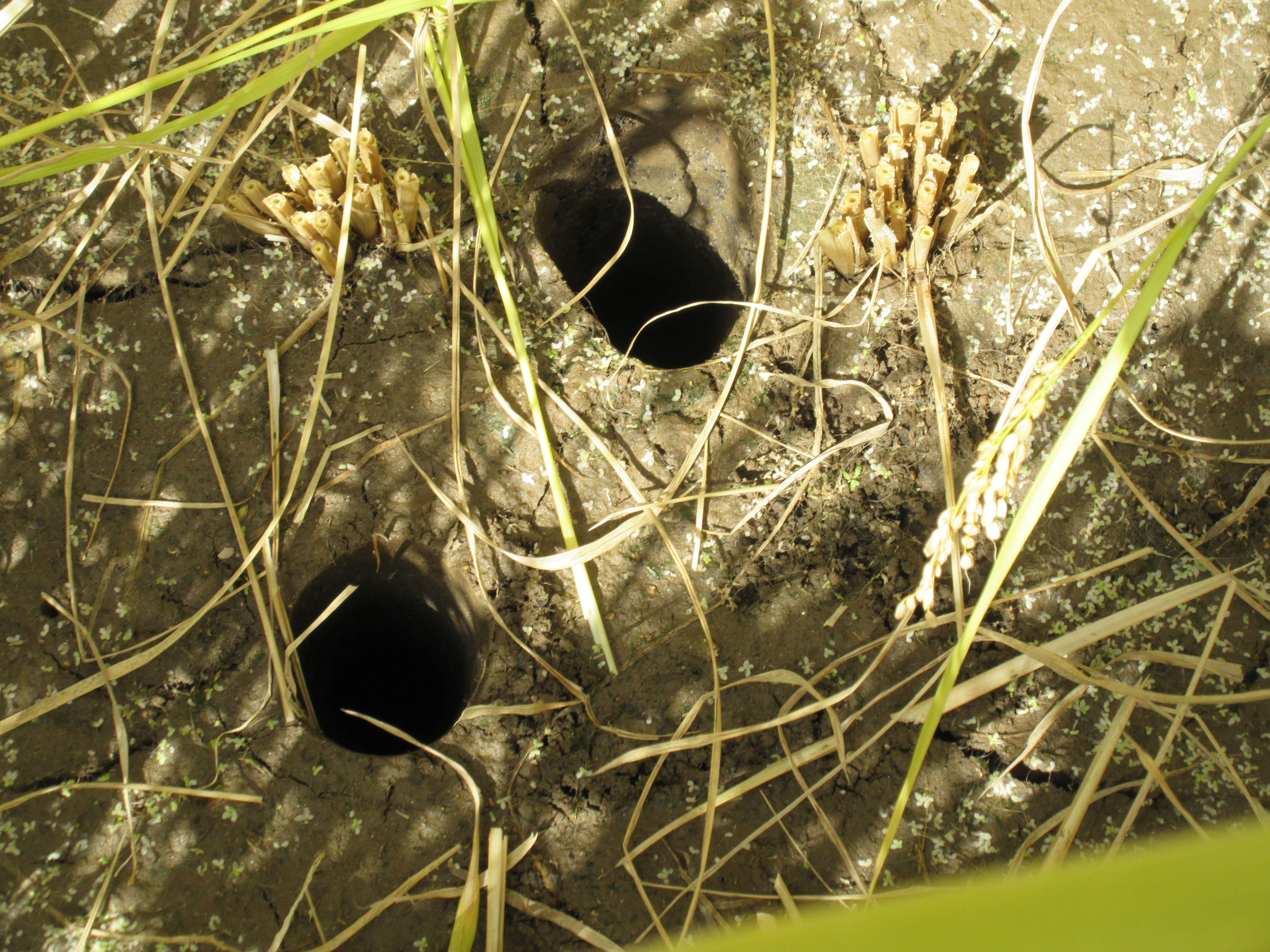 Soil collected with a soil sampler