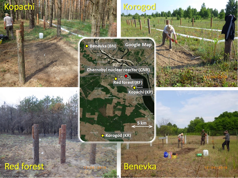 Test fields of potatoes in Chernobyl