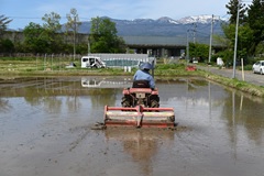 Shirokaki at a paddy field.