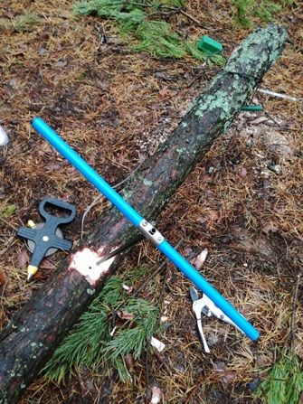 Sampling a wood core for analysis of the radionuclide distributions in the tree trunk.